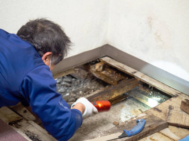 Best Professional Mold Removal  in Pleasant Grove, OH