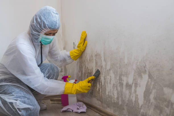 Certified Mold Removal in Pleasant Grove, OH