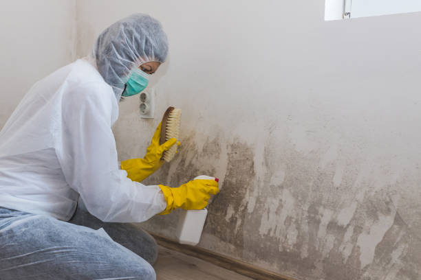 Home Mold Removal in Pleasant Grove, OH