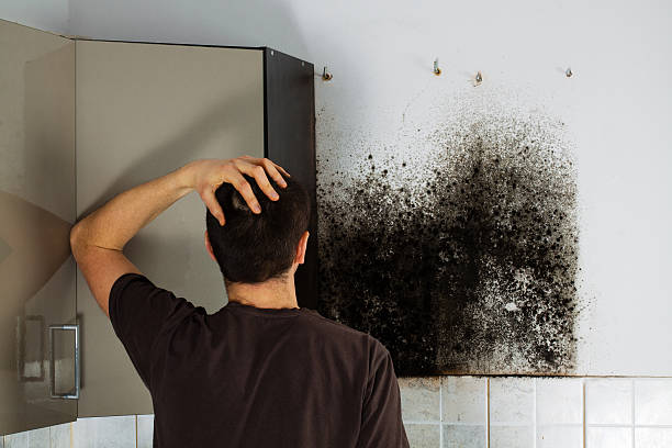 Best Black Mold Removal  in Pleasant Grove, OH